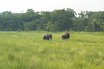 Image showing Mahout or elephant rider with two elephants