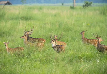 Image showing Sika or spotted deers herd in the elephant grass