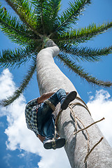 Image showing Adult male climbs coconut tree to get coco nuts