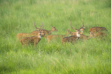 Image showing Sika or spotted deers herd in the elephant grass