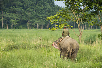 Image showing Mahout or elephant rider riding a female elephant