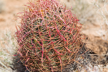 Image showing close up of barrel cactus growing in desert