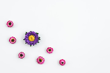 Image showing Pink strawflowers and purple aster on white background