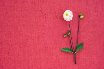 Image showing White dahlia on bright rose canvas with copy space