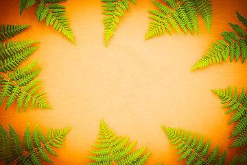 Image showing Green fern frame on bright orange background