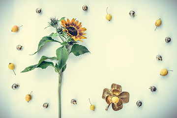 Image showing Frame made of sunflower and decorative apples