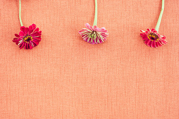 Image showing Three zinnias on peach colored canvas with copy space