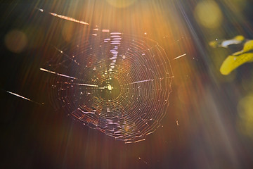 Image showing Spiderweb