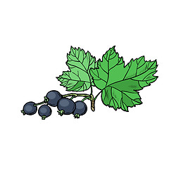 Image showing sprig of black currant isolate on white background