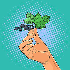 Image showing sprig of black currant in the hands
