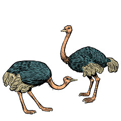 Image showing African ostriches, wild and farm animals