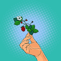 Image showing forest strawberry twig in the hands