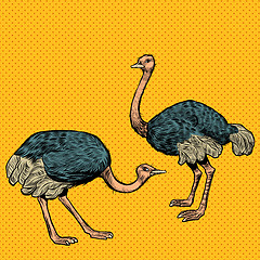 Image showing African ostriches, wild and farm animals