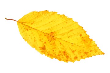 Image showing Leaf on white