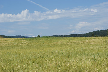 Image showing Field of wheat