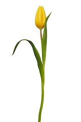 Image showing Yellow tulip on white