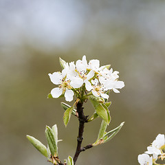 Image showing White wildapple tree blossom close up