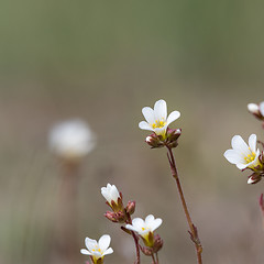 Image showing White summerflower Saxifrage closeup