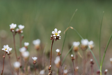 Image showing Saxifrage flower closeup in a meadow