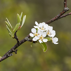 Image showing Wildapple blossom close up