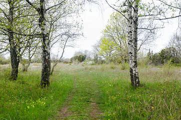 Image showing Bright springtime view with birches by a footpath 