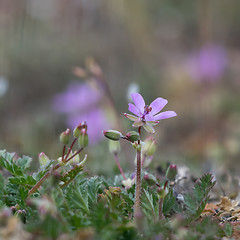 Image showing Tiny pink flower close up