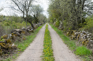 Image showing Gravel road with blossom dandelions at the swedish countryside