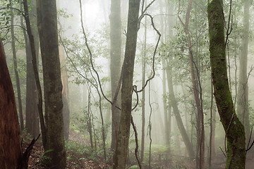 Image showing A walk in the forest