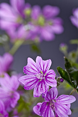 Image showing Wild violet flowers with water drops closeup on black background