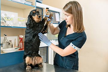 Image showing The medicine, pet care and people concept - dog and veterinarian doctor at vet clinic