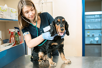 Image showing The medicine, pet care and people concept - dog and veterinarian doctor at vet clinic