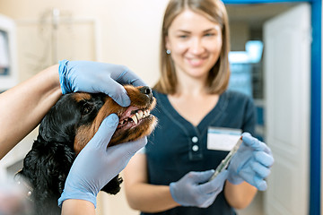 Image showing The medicine, pet care and people concept - dog and veterinarian doctor at vet clinic