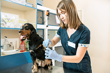 Image showing The medicine, pet care and people concept - dog and veterinarian doctor at vet clinic