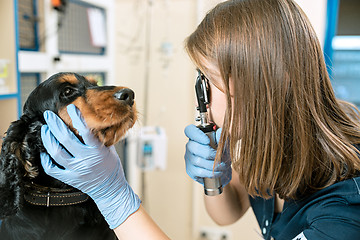 Image showing The medicine, pet care and people concept - dog and veterinarian doctor at vet clinic