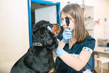 Image showing The medicine, pet care and people concept - dog and veterinarian doctor at vet clinic