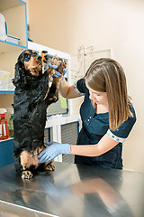 Image showing The medicine, pet care and people concept - dog and veterinarian doctor at vet clinic