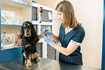 Image showing The medicine, pet care and people concept - dog and veterinarian doctor at vet clinic