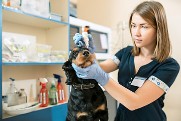 Image showing The medicine, pet care and people concept - dog and veterinarian doctor at vet clinic