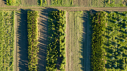 Image showing Aerial view planting young trees. Ecological concept. Photo from the drone