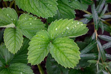 Image showing Green strawberry leaves with water droplets. Natural background