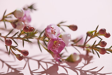 Image showing Close-up of spring pink flowers on a pink background. Spring tim