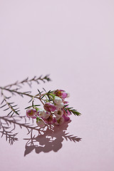 Image showing Fresh spring branch of pink flowers on a pink background. Card