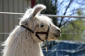 Image showing Profile Shot of White Llama