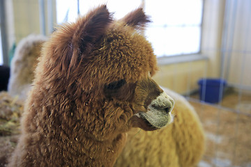 Image showing Brown Alpaca in a Barn