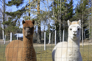 Image showing Brown and White Alpacas, Vicugna pacos