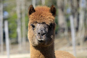 Image showing Portrait of Domesticated Alpaca