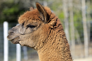 Image showing Brown Alpaca Head in Profile