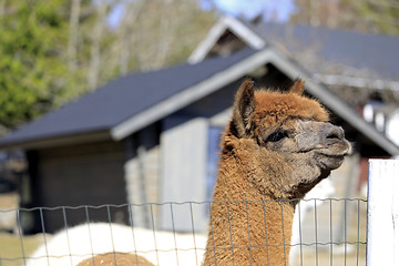 Image showing Brown Alpaca, Vicugna Pacos