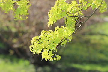 Image showing Bright Green Maple Tree Flowers