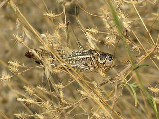 Image showing Grasshopper